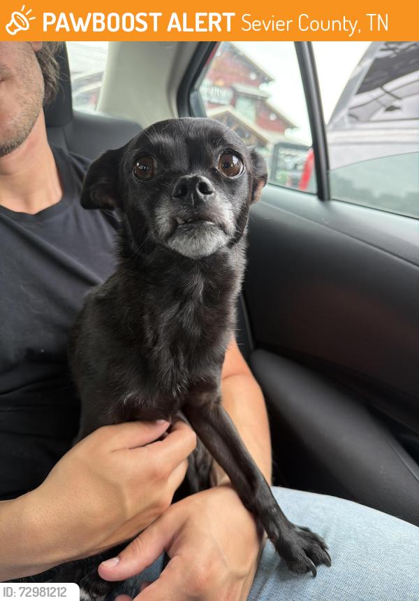 Found/Stray Female Dog last seen Tower Rd., Sevier County, TN 37862