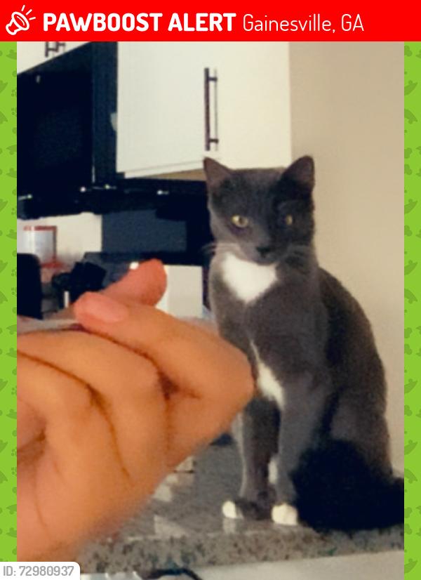 Lost Female Cat last seen circle k, Gainesville, GA 30507