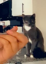 Lost Female Cat last seen circle k, Gainesville, GA 30507