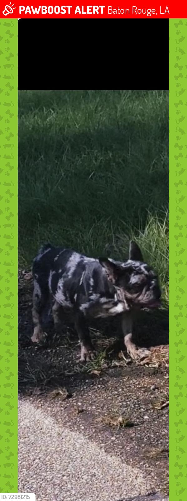 Lost Female Dog last seen Off foster rd near brownsfield , Baton Rouge, LA 70811