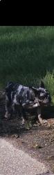 Lost Female Dog last seen Off foster rd near brownsfield , Baton Rouge, LA 70811