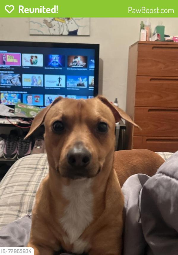 Reunited Male Dog last seen Near Martin st Naples Fl 34113, Naples Manor, FL 34113