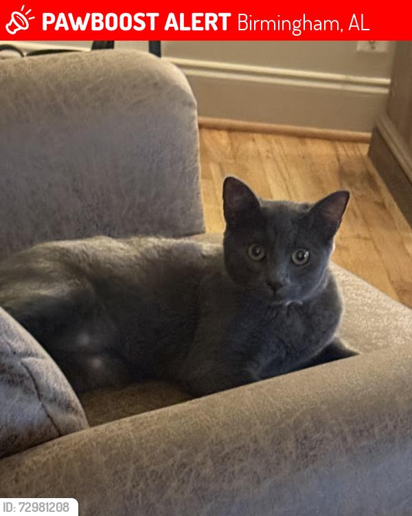 Lost Female Cat last seen Farley Road and Shades Crest, Birmingham, AL 35226