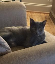 Lost Female Cat last seen Farley Road and Shades Crest, Birmingham, AL 35226