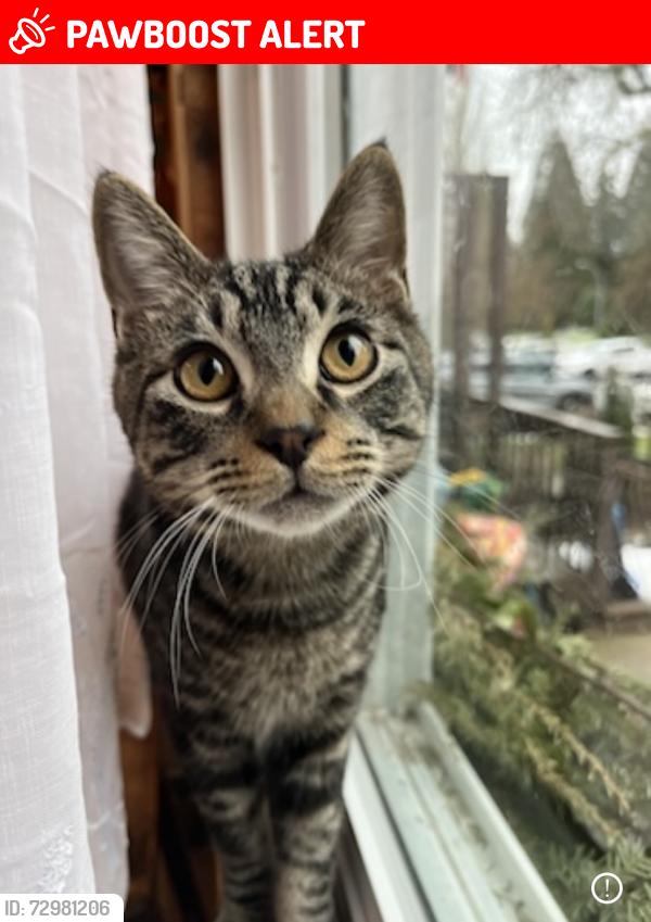 Lost Male Cat last seen College park, seaview school, East/west hill , Port Moody, BC V3H 1R9