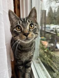 Lost Male Cat last seen College park, seaview school, East/west hill , Port Moody, BC V3H 1R9