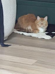 Reunited Female Cat last seen Ursulines and N Derbigny, New Orleans, LA 70116