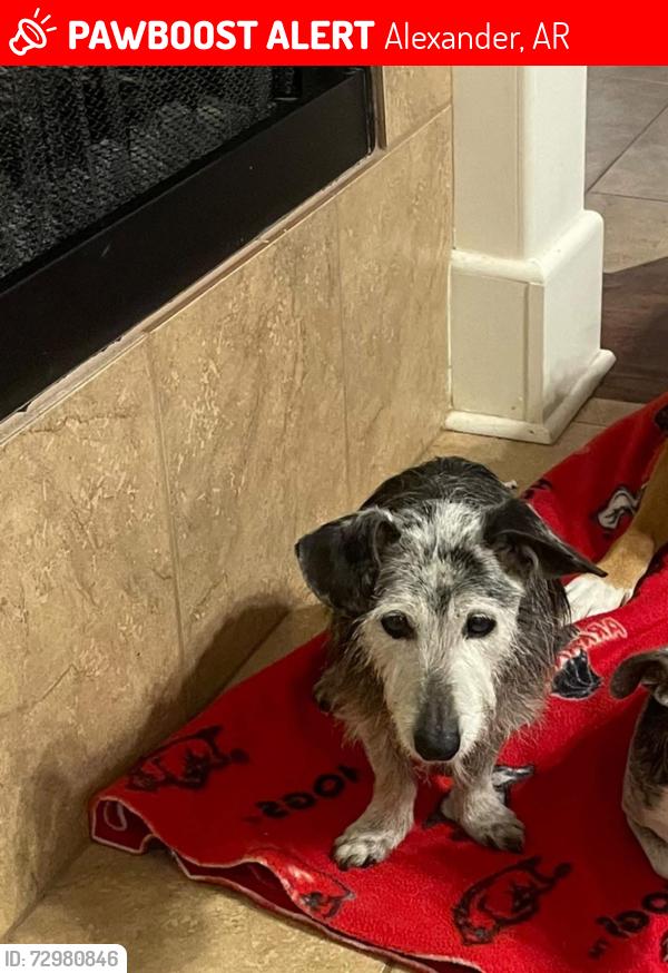 Lost Female Dog last seen Near Skyline Dr, Alexander, AR 72002