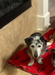 Lost Female Dog last seen Near Skyline Dr, Alexander, AR 72002