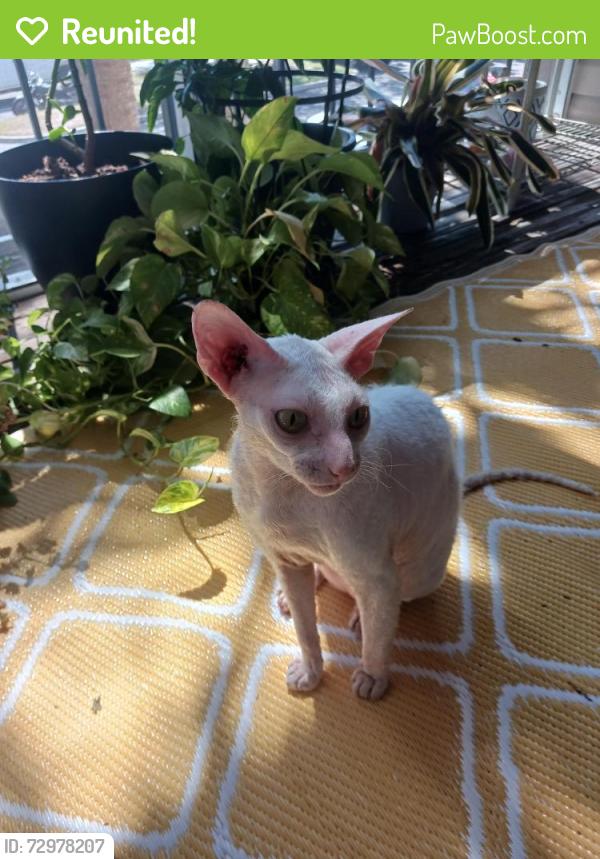 Reunited Female Cat last seen Carlton Arms Apts, Bradenton, FL 34208