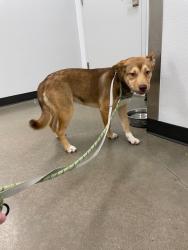 Shelter Stray Female Dog last seen Midwest City, 8485 E Reno Ave, Midwest City, OK 73110, USA