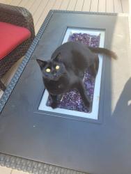 Reunited Male Cat last seen Evergreen Dr, near Echo Park Elementary, Burnsville, MN 55337