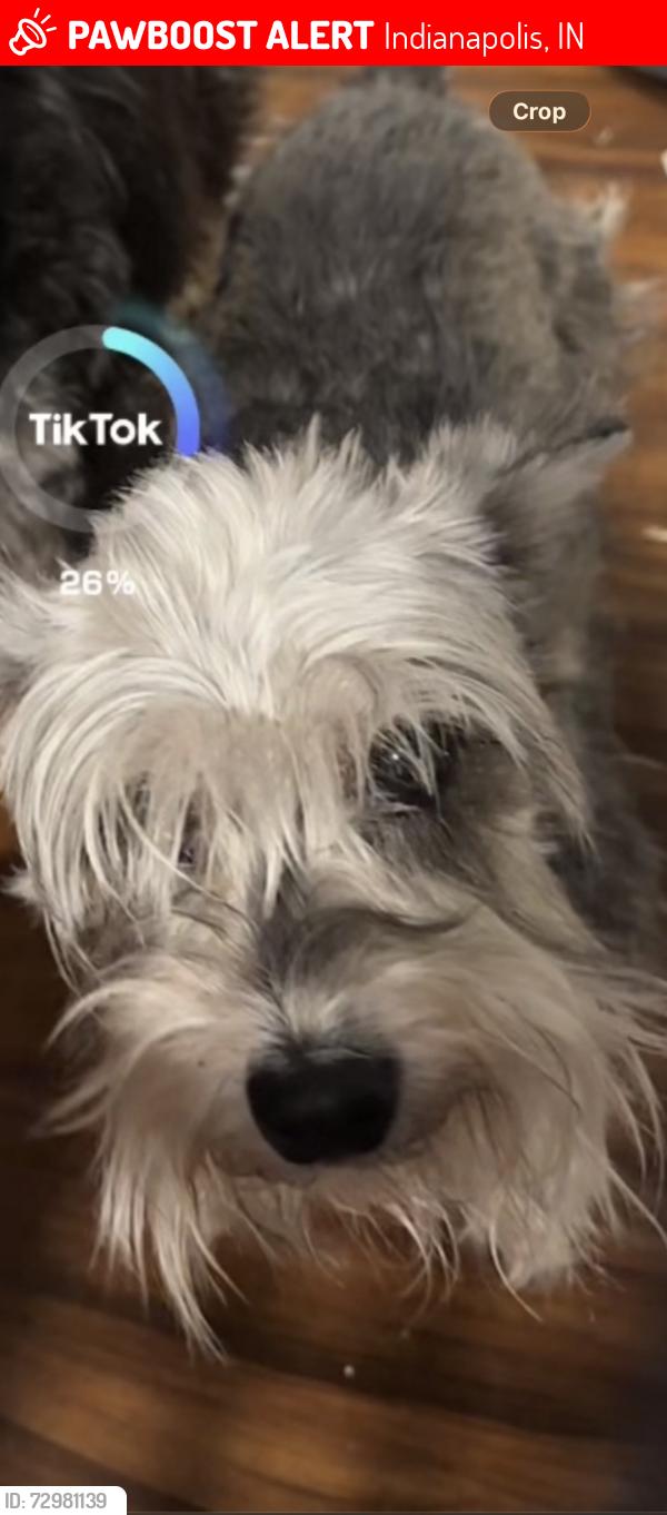 Lost Female Dog last seen Exeter ave tibbs 16 st, Indianapolis, IN 46222