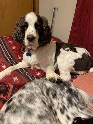 Reunited Female Dog last seen Near Sacajawea park, Missoula, MT 59801