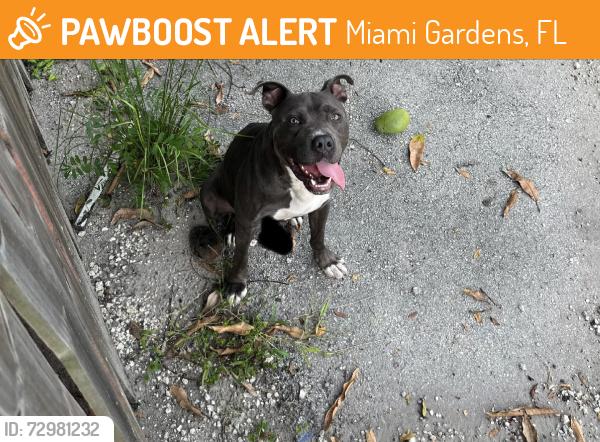 Found/Stray Male Dog last seen Miami gardens elementary, Miami Gardens, FL 33055