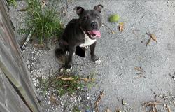 Found/Stray Male Dog last seen Miami gardens elementary, Miami Gardens, FL 33055