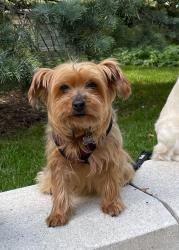 Reunited Female Dog last seen Corner 32 st and 82 ct Pinecrest, Pinecrest, FL 33156