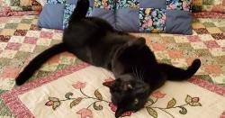 Reunited Male Cat last seen Near Barfield Crescent Road Murfreesboro, TN 37128, Murfreesboro, TN 37128