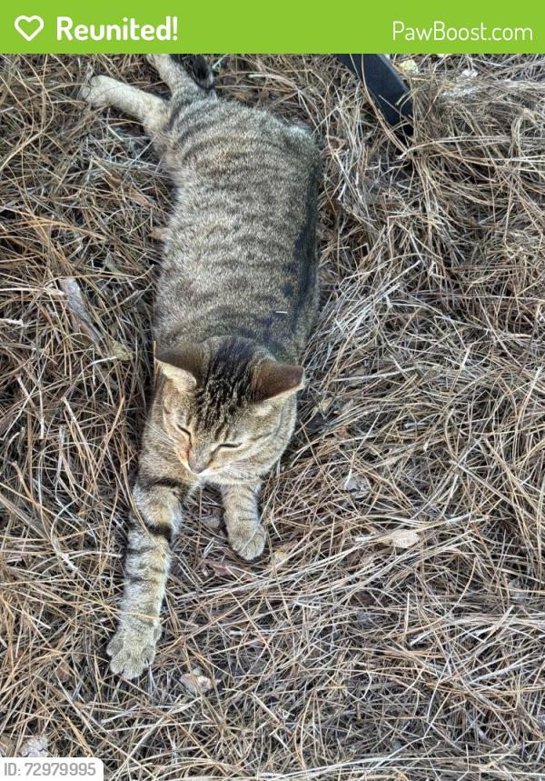 Reunited Female Cat last seen Grace Ave, Panama City, FL, USA, Panama City, FL 32401