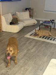 Reunited Male Dog last seen AMC theatre in lancaster, Lancaster, TX 75146