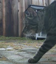 Reunited Unknown Cat last seen Santiago St & 47th Ave, San Francisco, CA 94116, USA, San Francisco, CA 94116