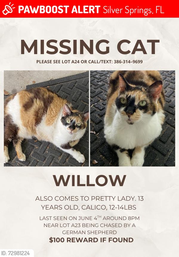 Lost Female Cat last seen Near is the nearest cross street, Silver Springs, FL 34488