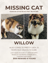 Lost Female Cat last seen Near is the nearest cross street, Silver Springs, FL 34488
