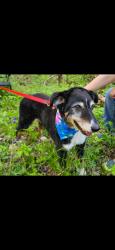 Reunited Male Dog last seen Hwy 96E Lascassas Hwy, Murfreesboro, TN 37130