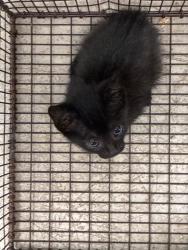 Shelter Stray Male Cat last seen Bexar County, 3353 Morningside Dr, New Braunfels, TX 78132, USA