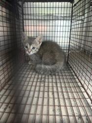 Shelter Stray Female Cat last seen Bexar County, 3353 Morningside Dr, New Braunfels, TX 78132, USA