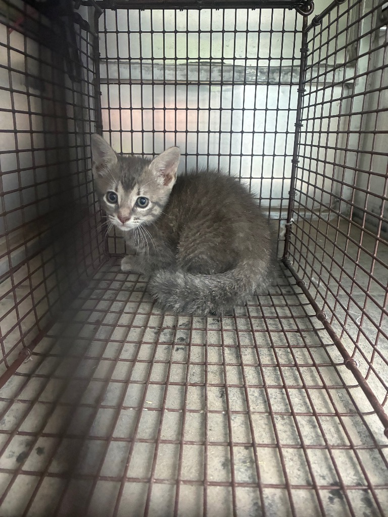 Shelter Stray Female Cat last seen Bexar County, 3353 Morningside Dr, New Braunfels, TX 78132, USA