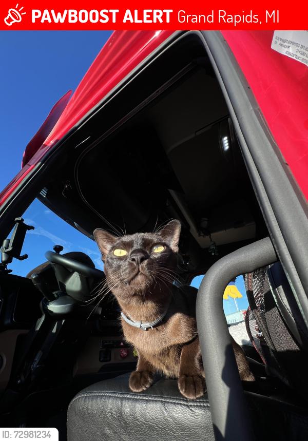 Lost Male Cat last seen Near Clay Ave SW, Grand Rapids, MI 49548, Grand Rapids, MI 49548