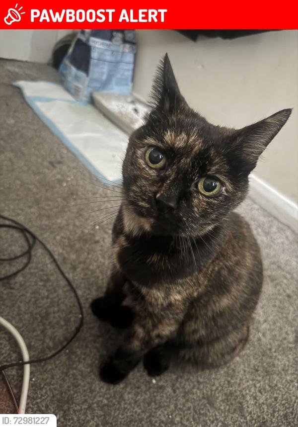 Lost Female Cat last seen Near ashurts close , Weston, England SO19 9RX