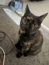 Lost Female Cat last seen Near ashurts close , Weston, England SO19 9RX