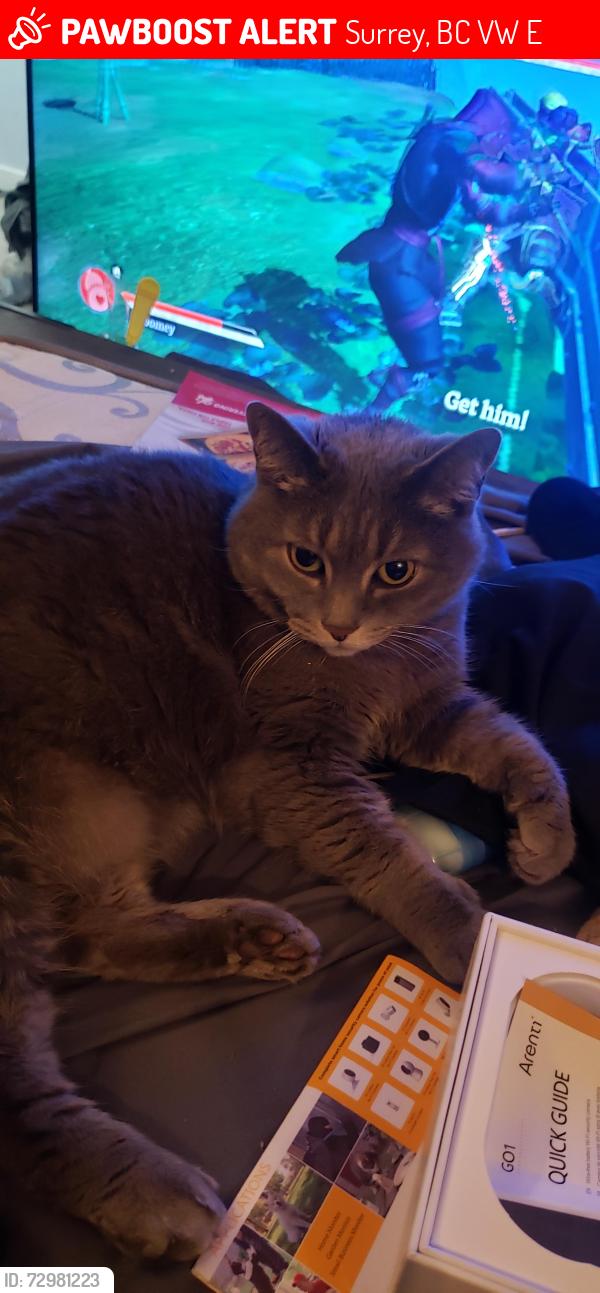 Lost Female Cat last seen Near street and 70b ave, Surrey, BC V3W 2E8