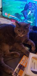 Lost Female Cat last seen Near street and 70b ave, Surrey, BC V3W 2E8