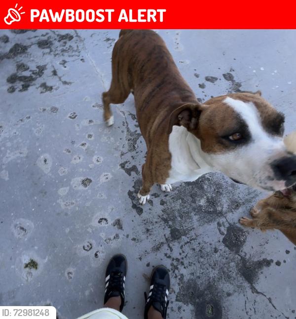 Lost Male Dog last seen Near ave, Miami-Dade County, FL 33031