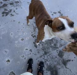 Lost Male Dog last seen Near ave, Miami-Dade County, FL 33031