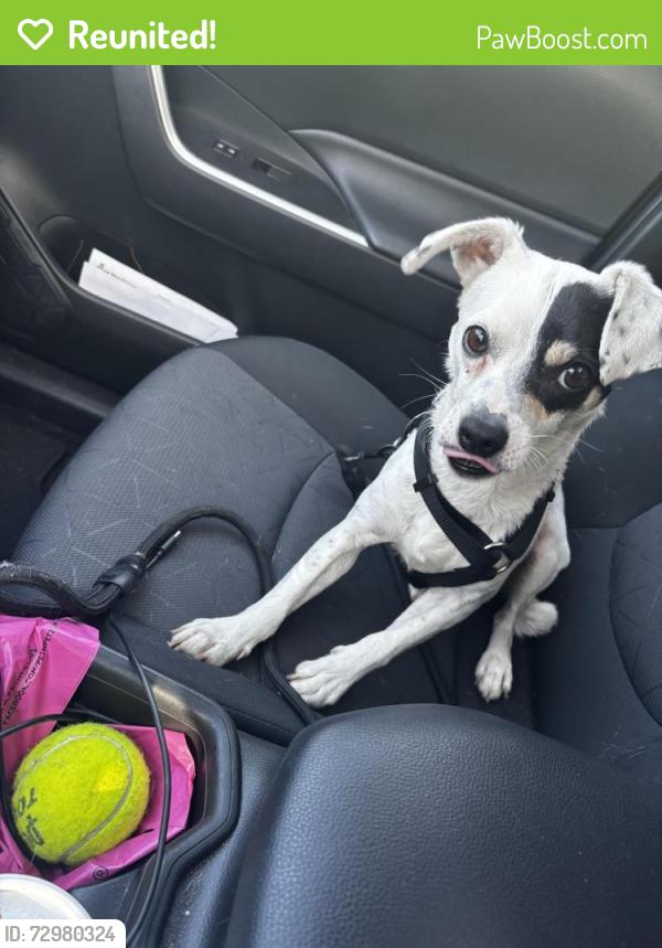 Reunited Male Dog last seen La marina , Santa Barbara, CA 93109