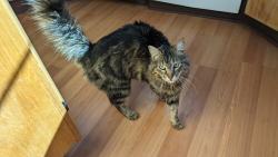 Lost Female Cat last seen Primera agua, Tijeras, NM 87059