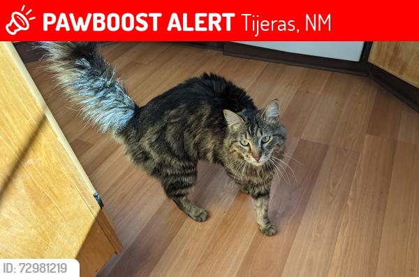 Lost Female Cat last seen Primera agua, Tijeras, NM 87059