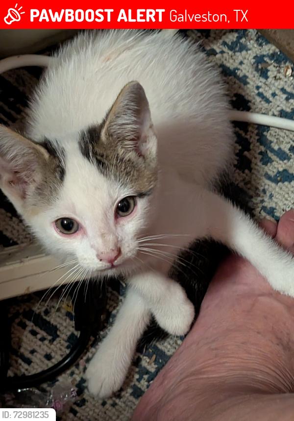 Lost Male Cat last seen Near and p, Galveston, TX 77550