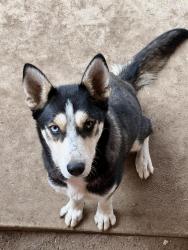 Lost Female Dog last seen Harness st & canyon road , Spring Valley, CA 91977