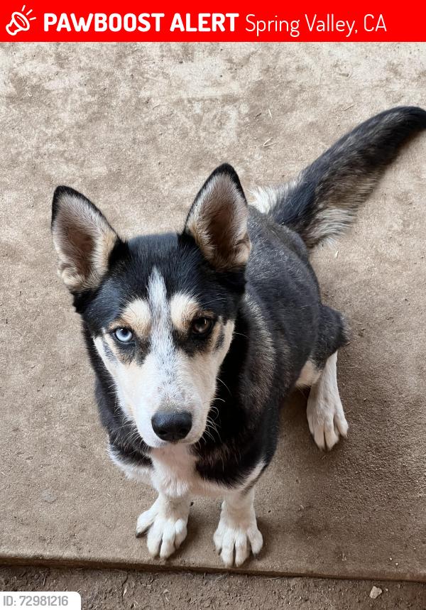 Lost Female Dog last seen Harness st & canyon road , Spring Valley, CA 91977