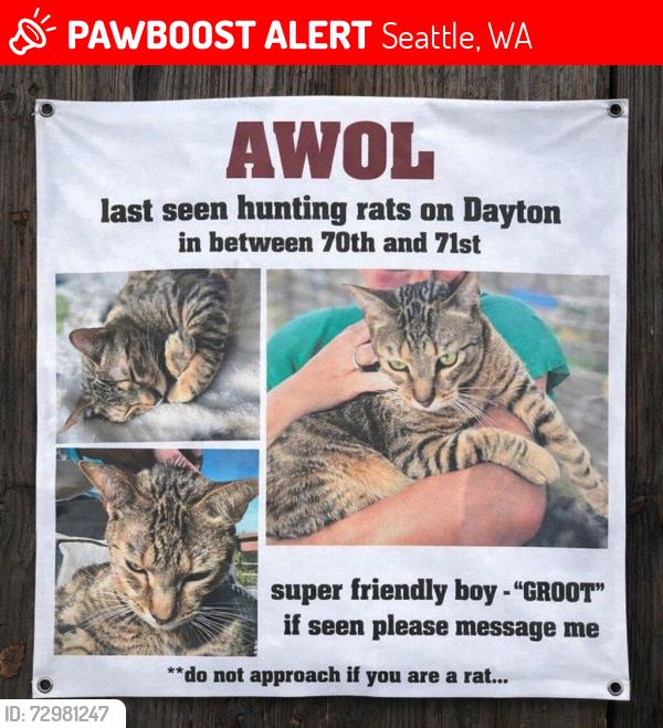 Lost Male Cat last seen Dayton and 70th, Seattle, WA 98103
