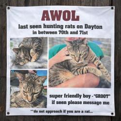 Lost Male Cat last seen Dayton and 70th, Seattle, WA 98103