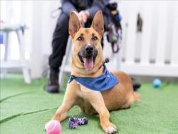 Shelter Stray Male Dog last seen , 14409 Vanowen St, Van Nuys, CA 91405, USA