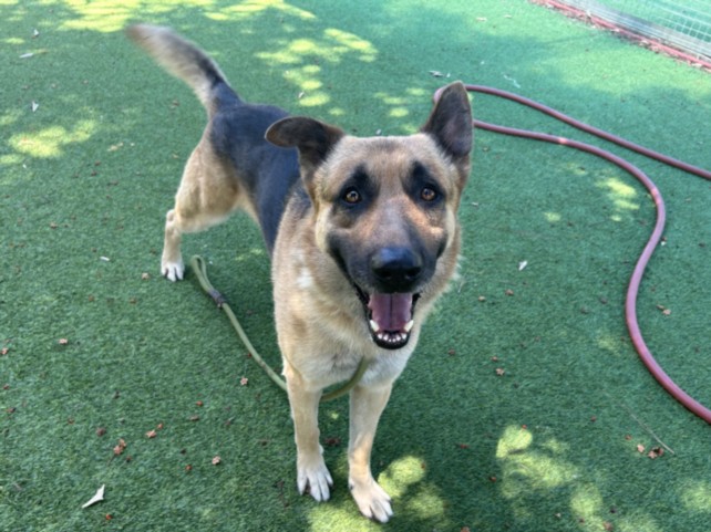 Shelter Stray Male Dog last seen , 14409 Vanowen St, Van Nuys, CA 91405, USA