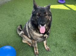 Shelter Stray Female Dog last seen , 14409 Vanowen St, Van Nuys, CA 91405, USA