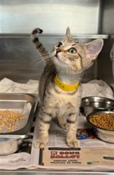 Shelter Stray Female Cat last seen , 14409 Vanowen St, Van Nuys, CA 91405, USA